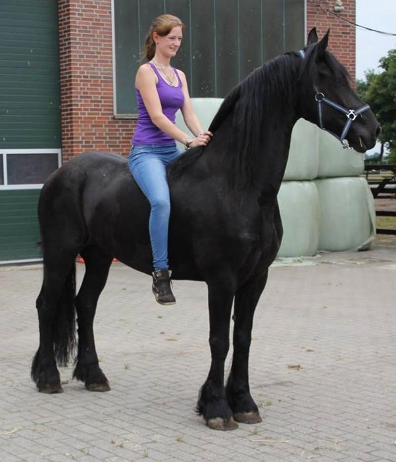 Healthy horses for sale