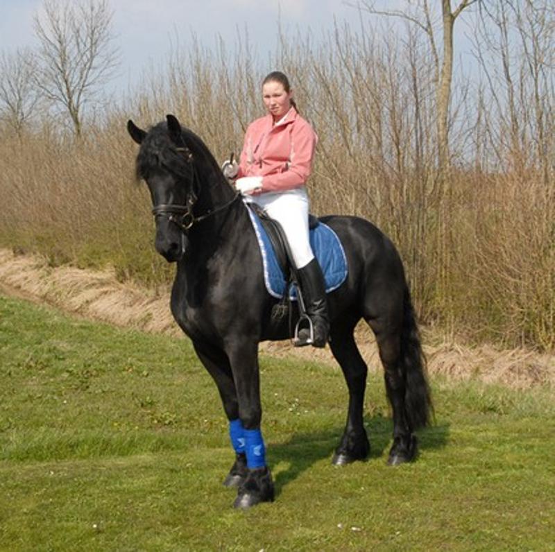 Gifted Horse for sale
