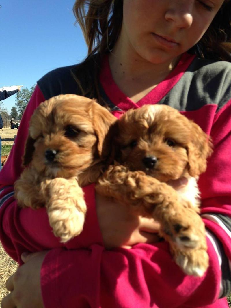 Cavoodle Puppies Available