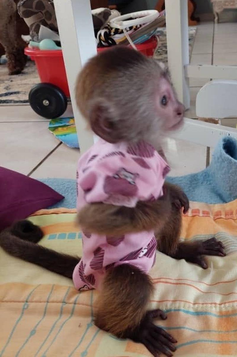 Adorable USDA registered Capuchin Monkey Available!