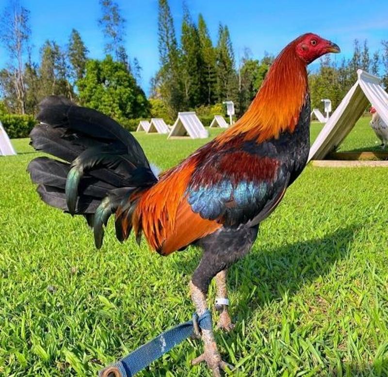 Excellent Blueface