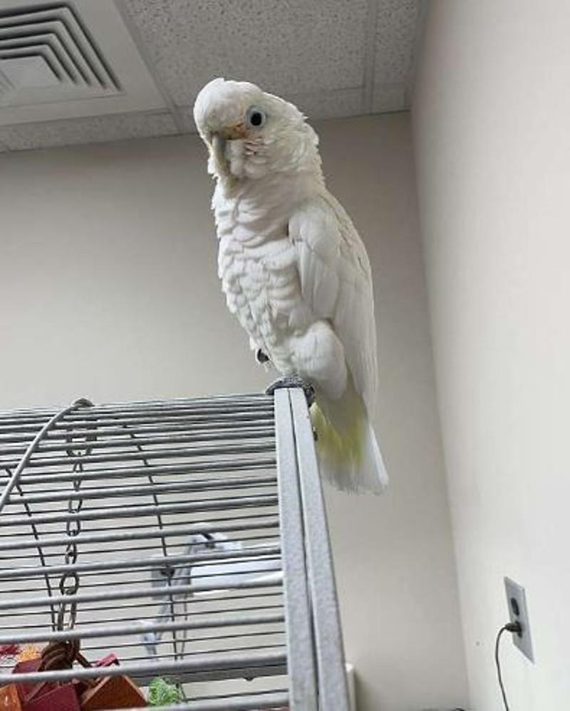 Goffin Cockatoo Clair