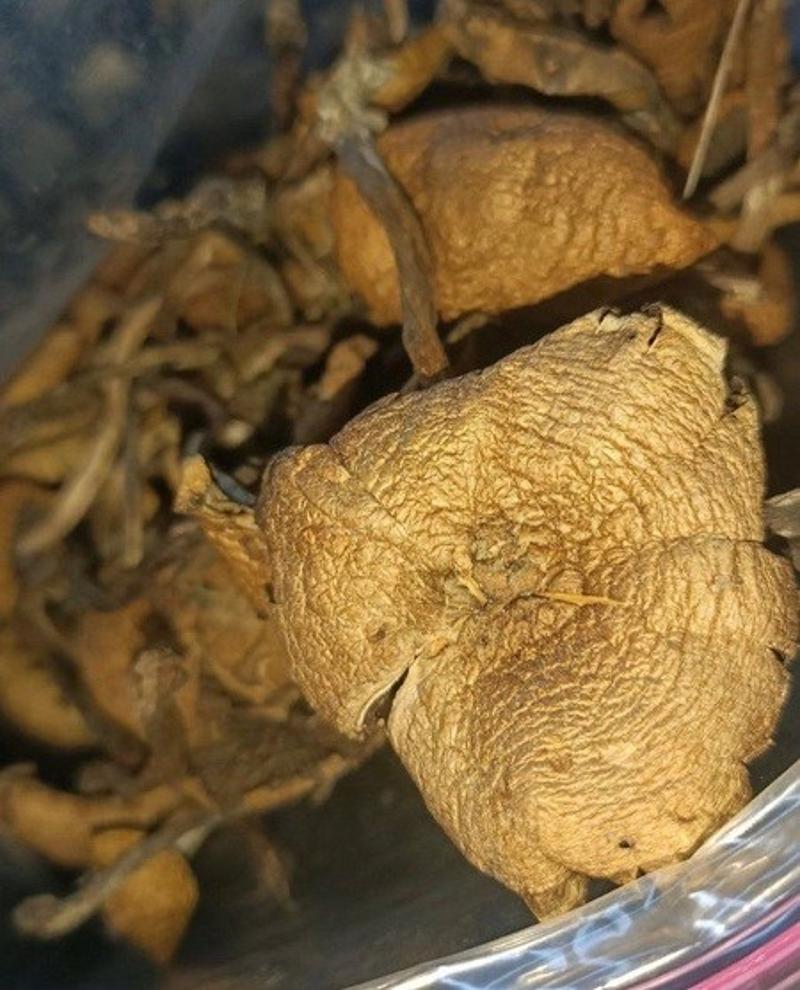 DC Legal magic mushrooms store | Best and safest place to buy magic mushrooms in