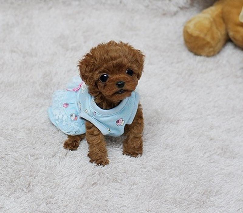 Absolutely Healthy Poodle Puppy