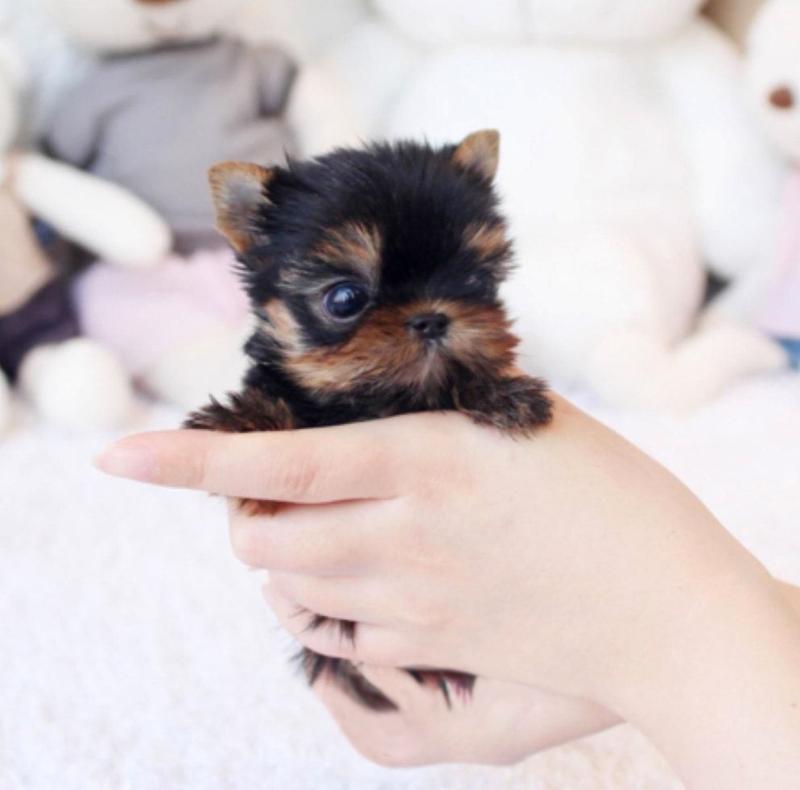 Pure Bred Full Pedigree Yorkie Pups