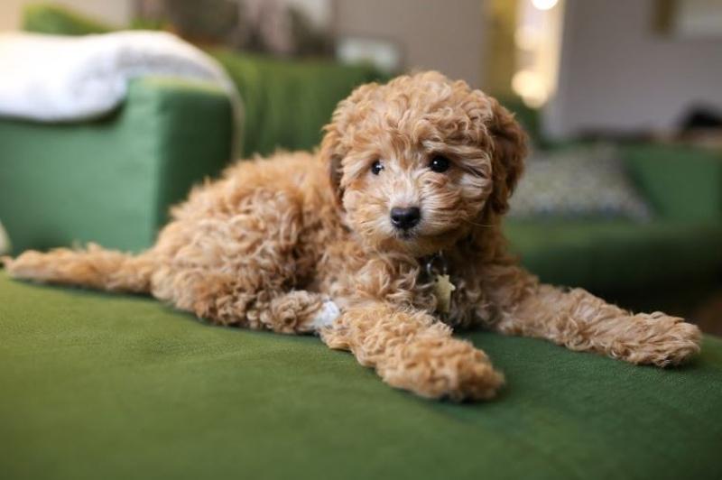 Maltipoo Puppies for Sale