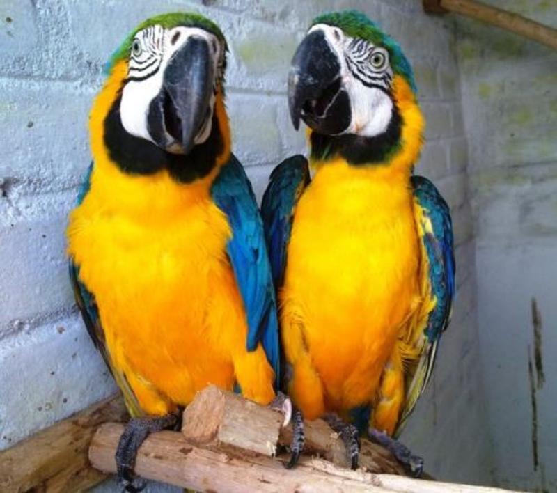 Buy Home Raised Blue & Gold Macaw Parrots