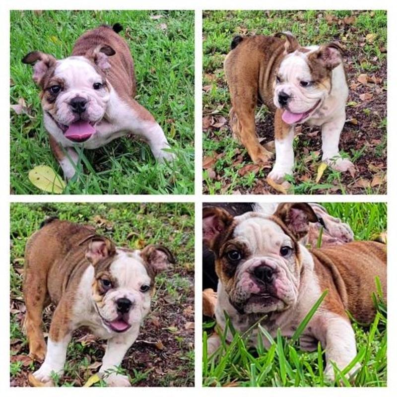 English Bulldog PUPPIES NEED THEIR FOREVER HOME