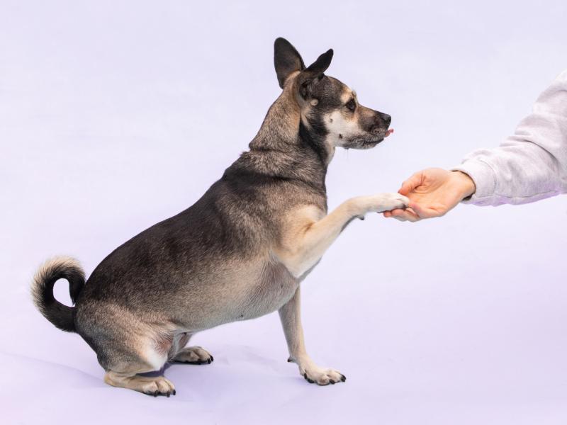 Unlock Your Dog's Hidden Intelligence for Perfect Behavior Tips and Tricks