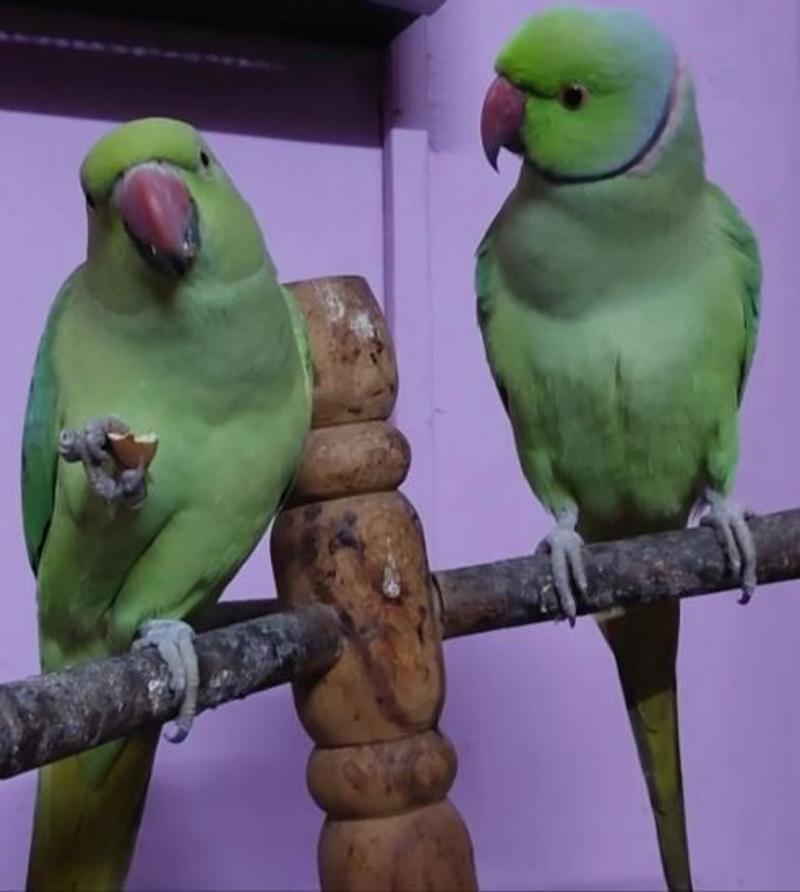 Bonded Pair Of Indian Ringnecks