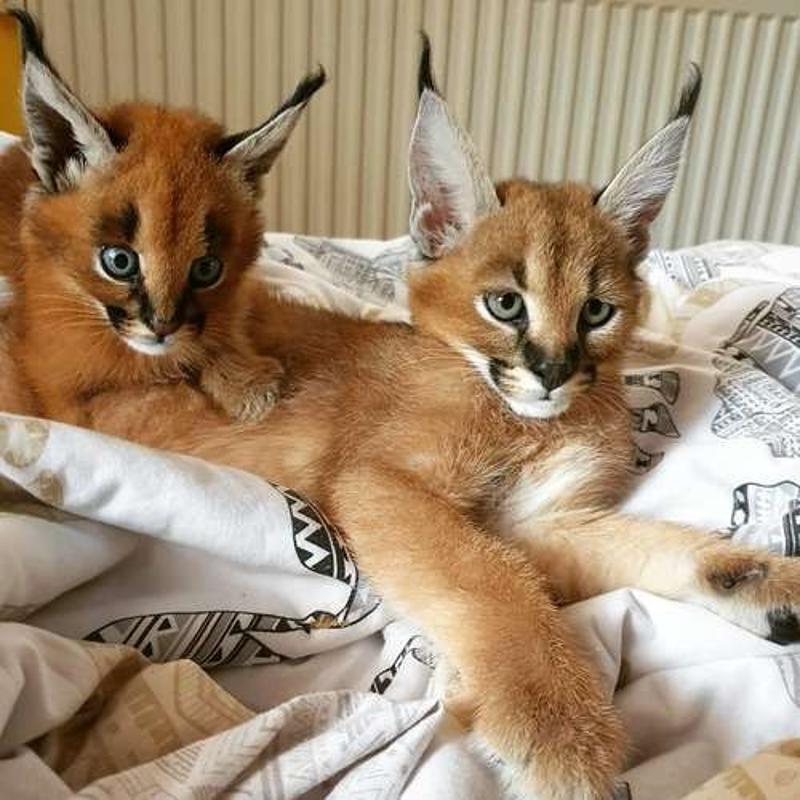 ( Caracals ,Ocelots, F1 - F3 savannah and Serval)