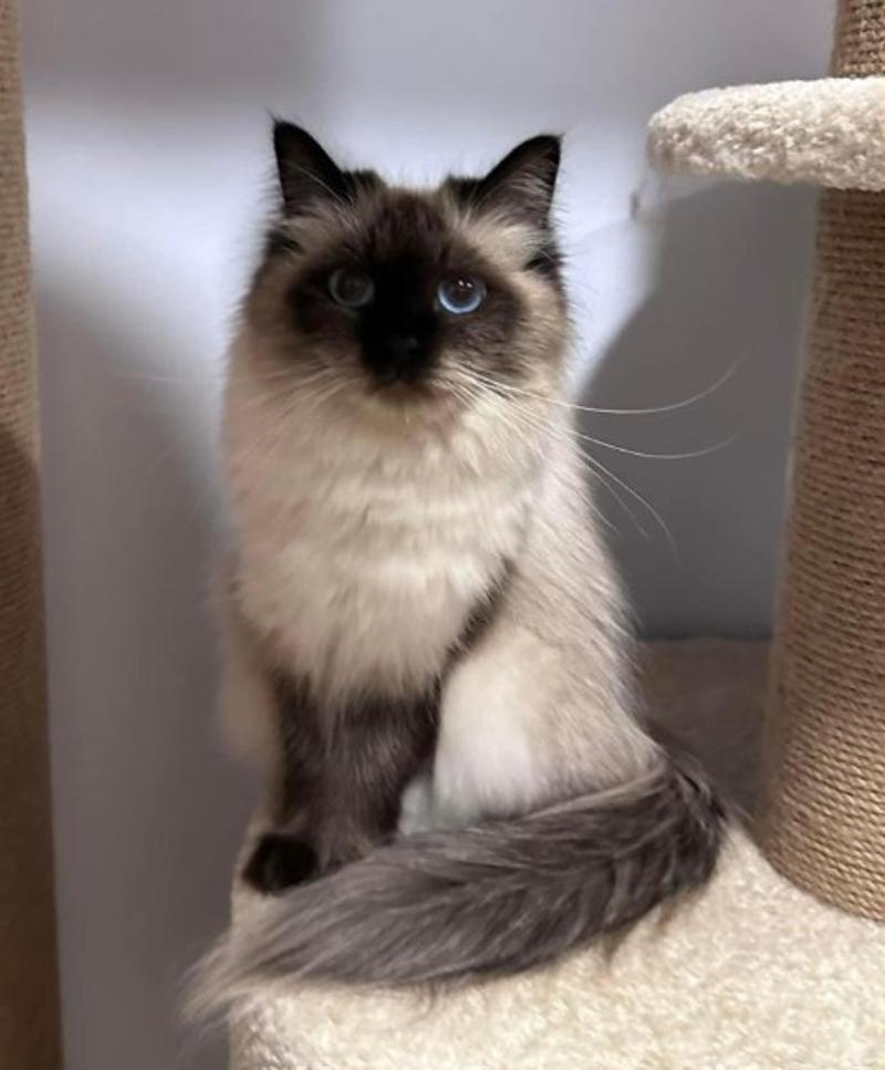 About Dakota – Best Siberian Kitten Breeders.