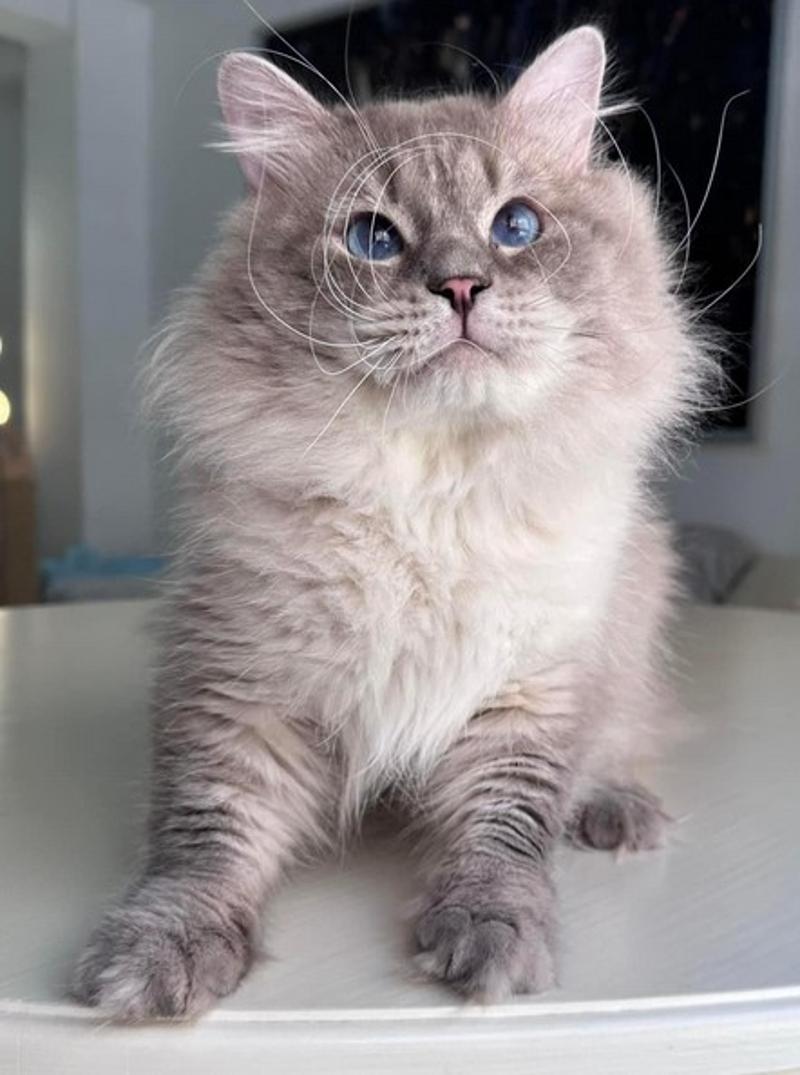 Siberian Kittens Russ for Sale
