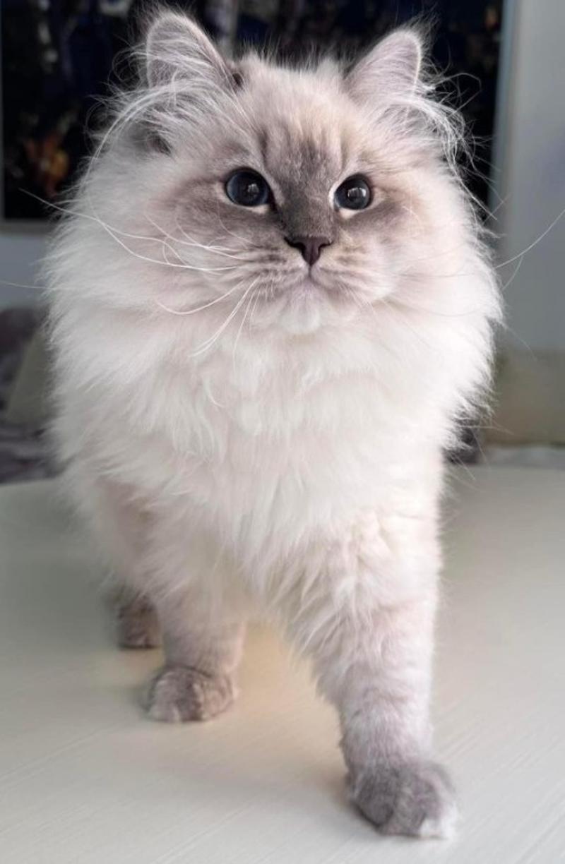 Local Siberian Breeders About Buzz