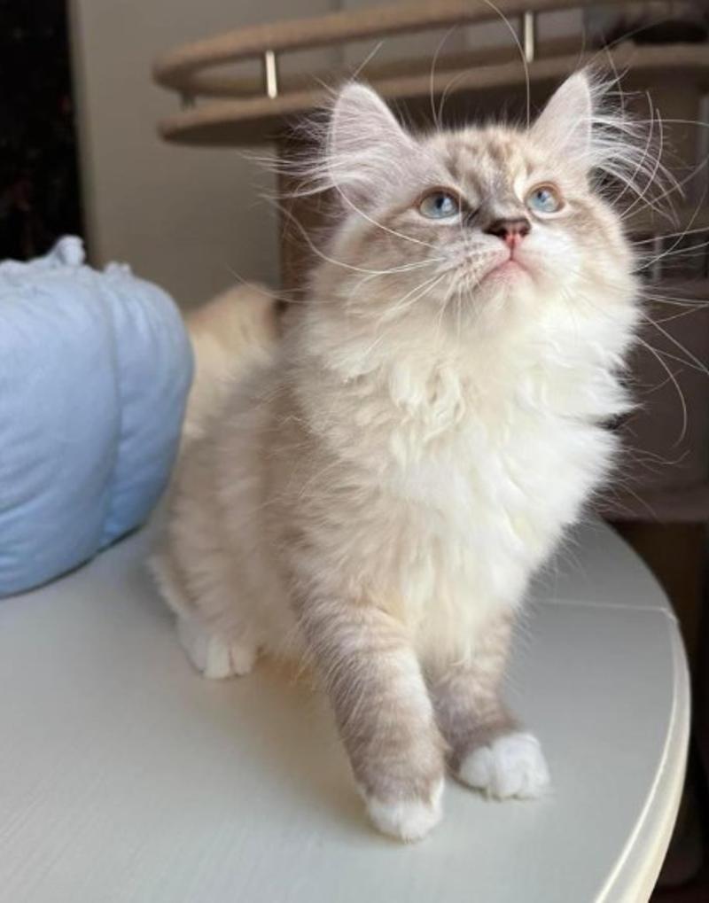 Buying Siberian Kittens Online
