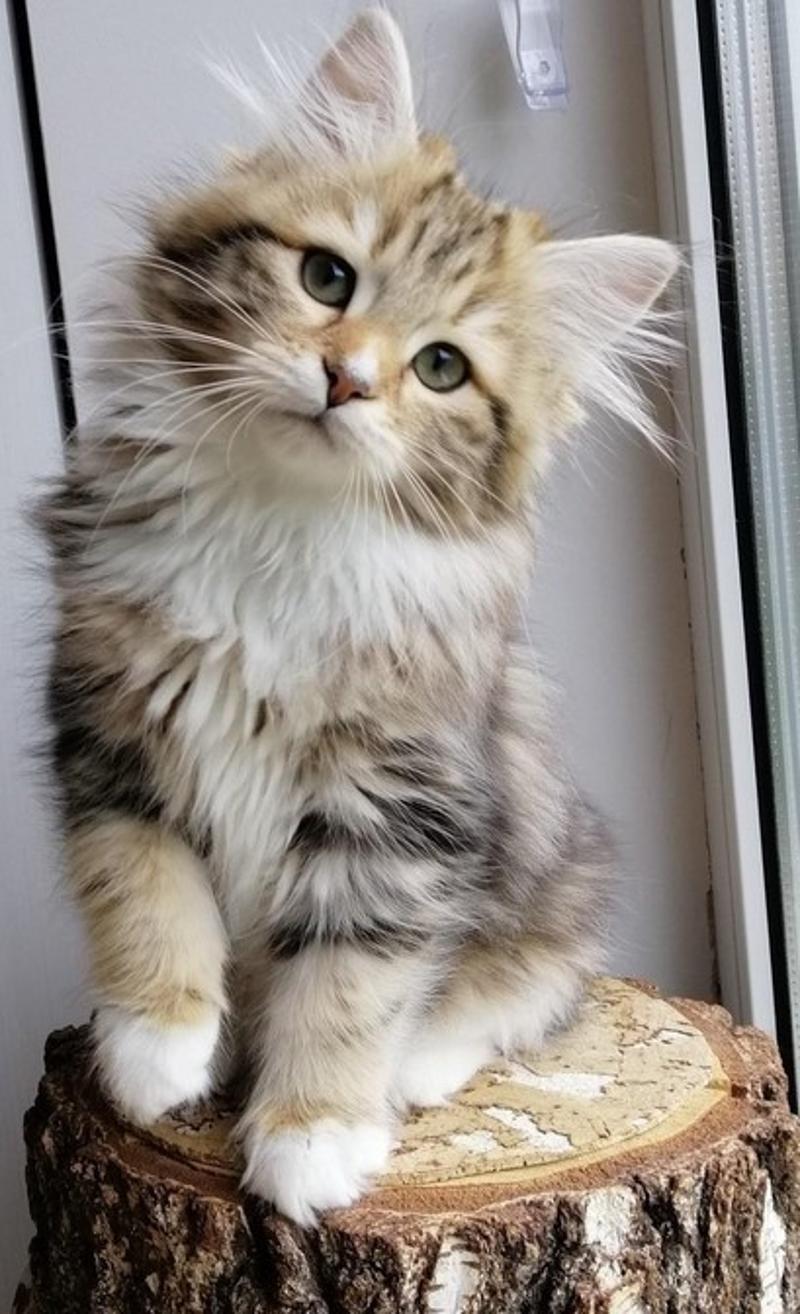 About Rio – How to Find a Siberian Kitten