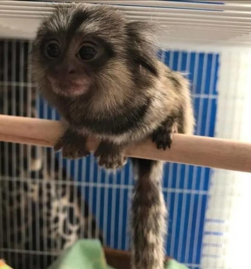 BUY MARMOSET MONKEY MILO FOR SALE