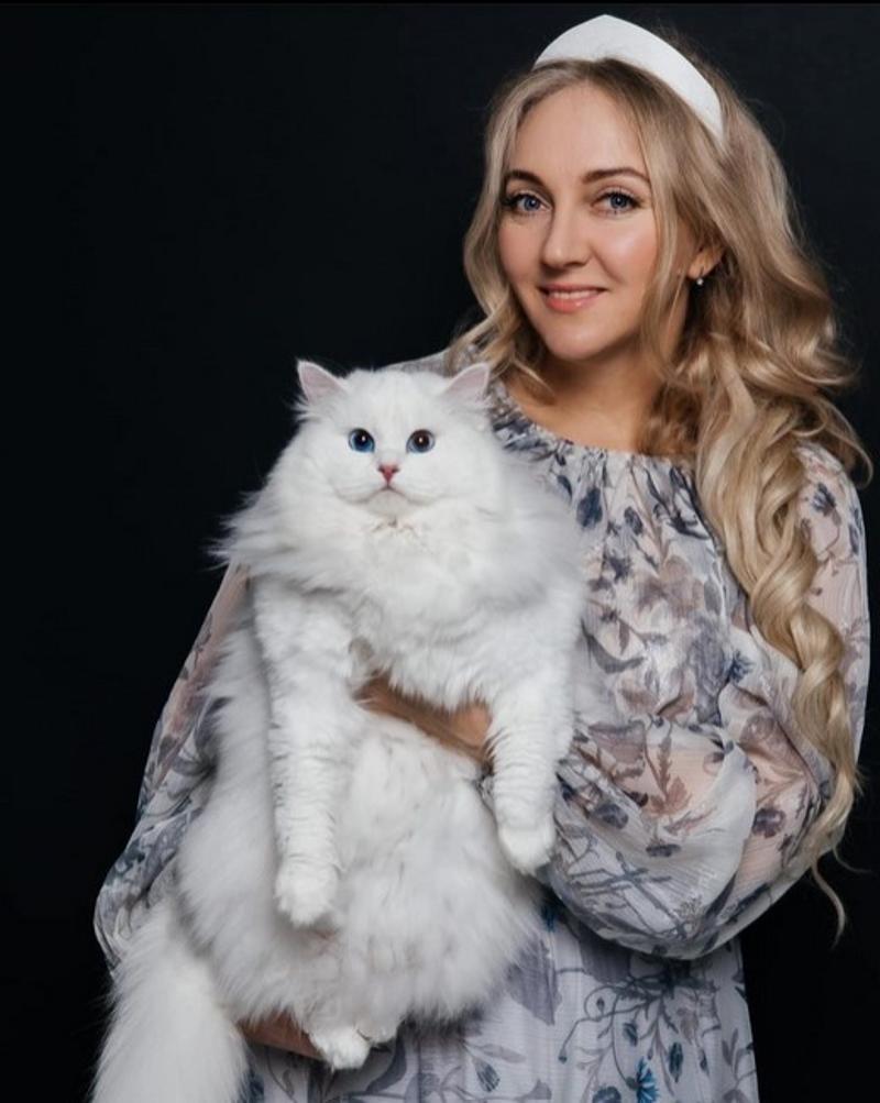 Purchase Best Siberian Cats Online