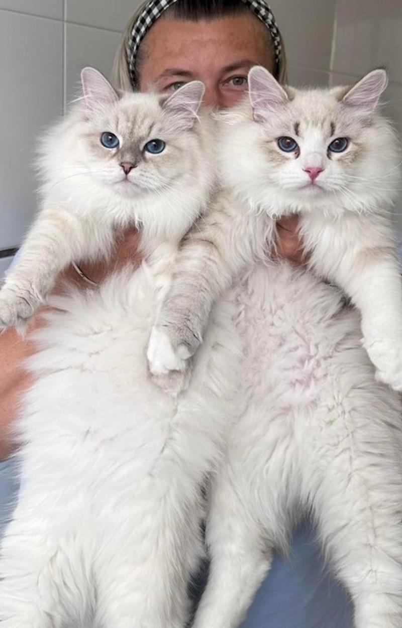 Healthy Siberian Kittens for Sale