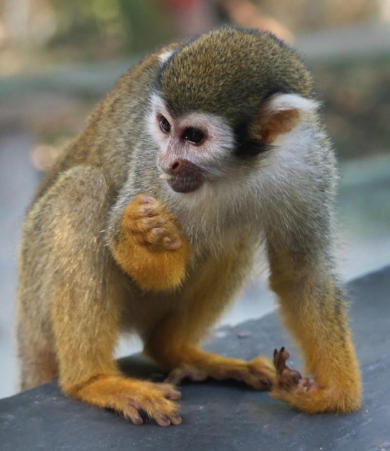NANA-Squirrel Monkey Baby