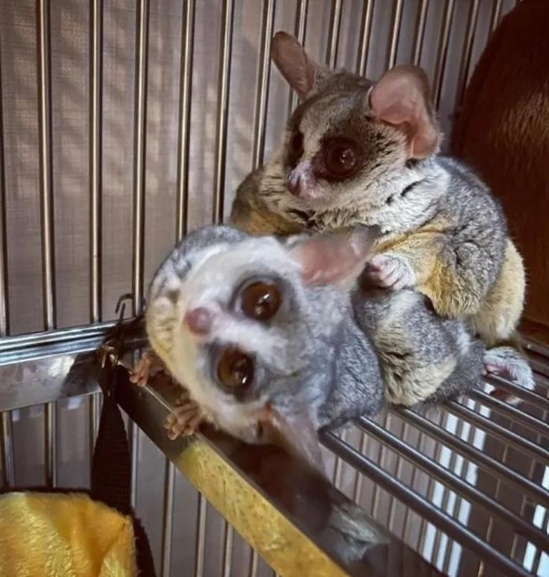 Bush Baby Male