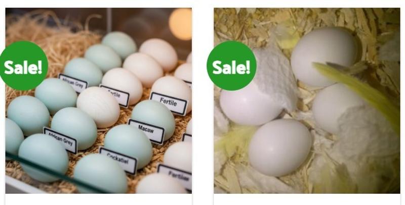 Buy Fertile Parrot and Ostrich Eggs.