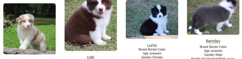 Meet Our Nice Border Collie Puppies
