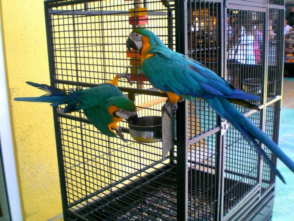 Young and Friendly Macaws for sale