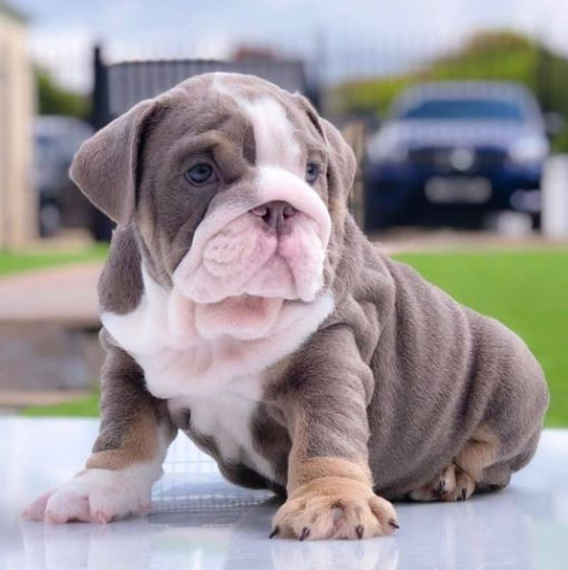 Adorable English Bulldog Puppy for sale