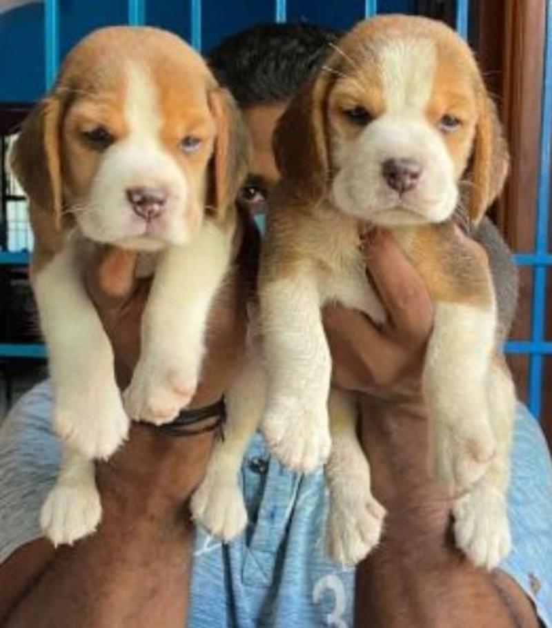 WILLIAM PUPPIES | Your Best Home Companion