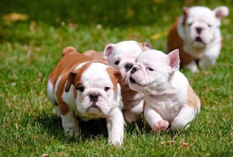 Healthy English Bulldog for Sale