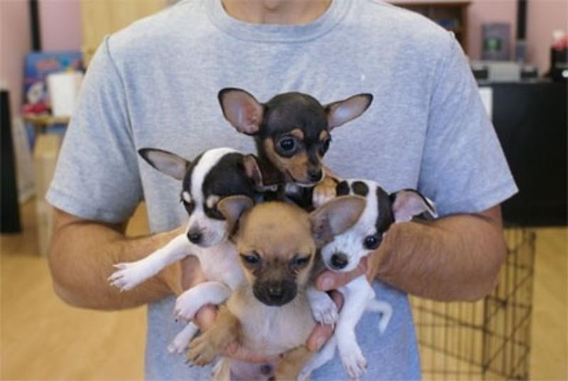 Beautiful Chihuahua pups