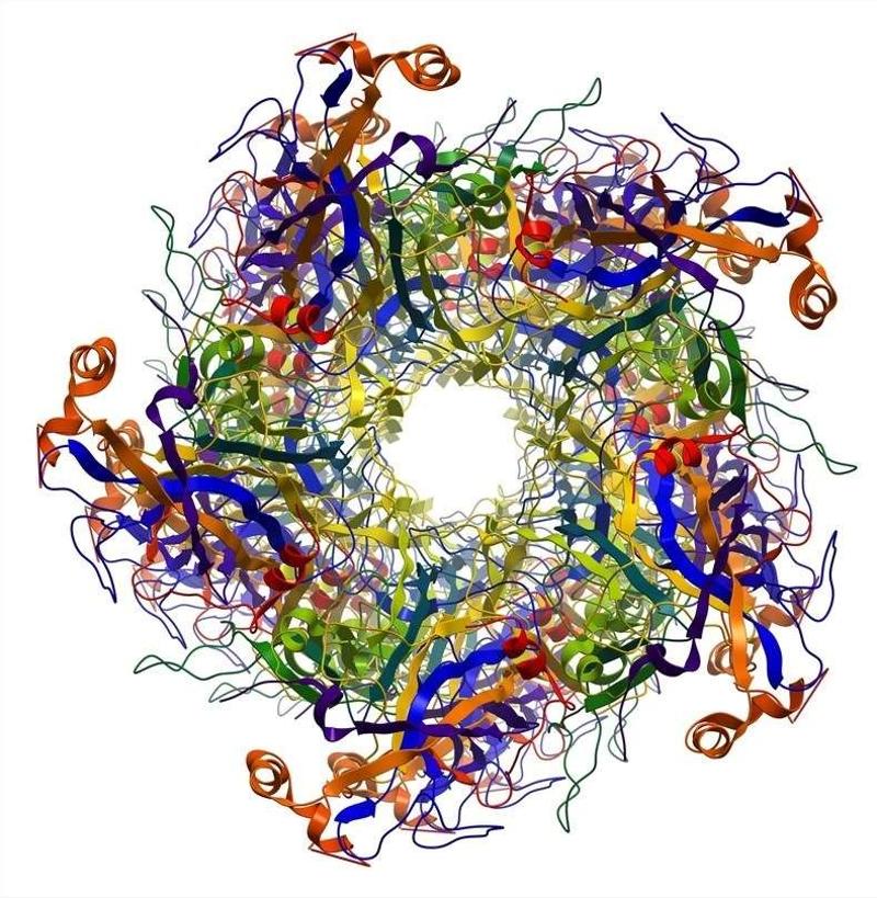 Viral envelope proteins expression