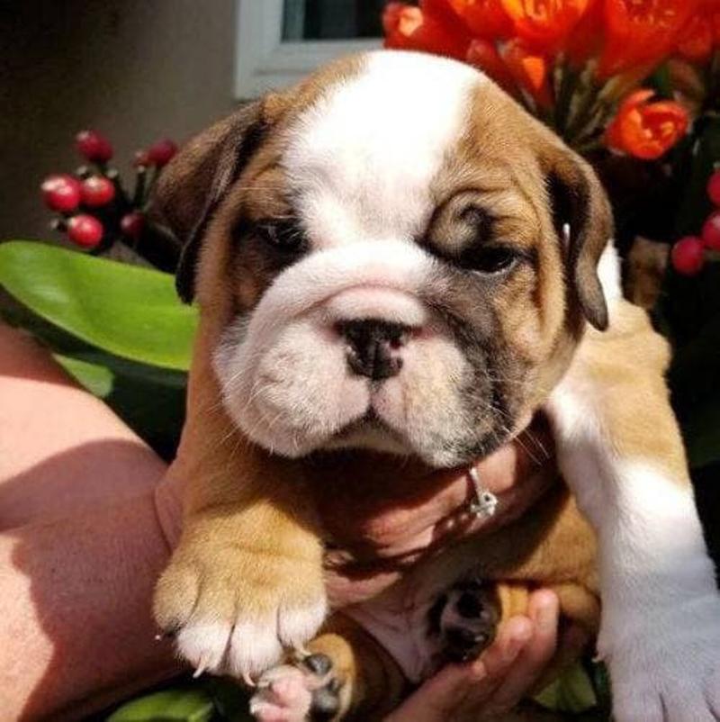 Rehoming Alert Asap...