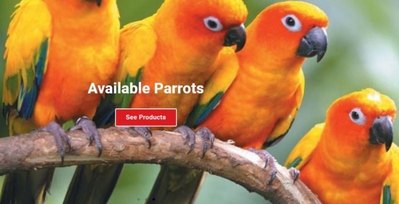 Junglebirdsfarm | Buy Parrots Online