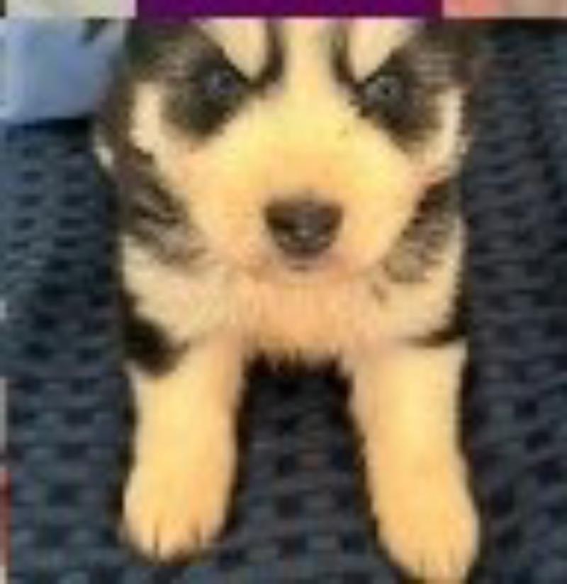 Female Aussie Husky Puppy